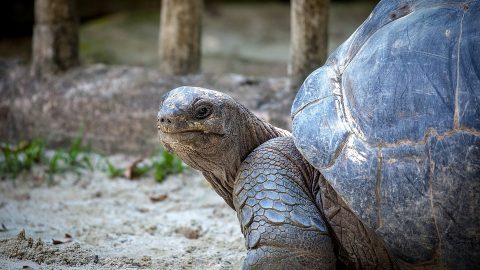 Tortoise