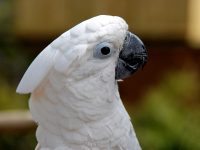 White cockatoo