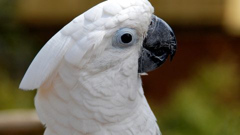 White cockatoo