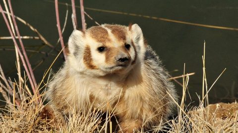 Badger