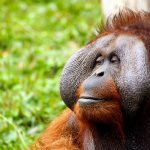 ‘Carpets for Communities’ and ‘The Orangutan Project’