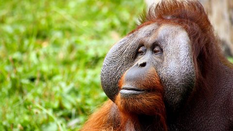 Orangutan