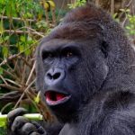 Police May Press Charges After Child Falls into Gorilla Enclosure