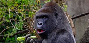 Gorilla eating celery