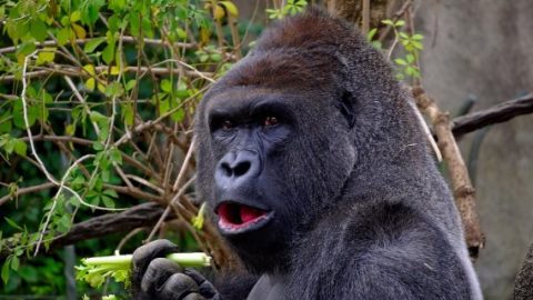 Gorilla eating celery