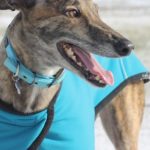 Greyhound Racing to be Banned in NSW