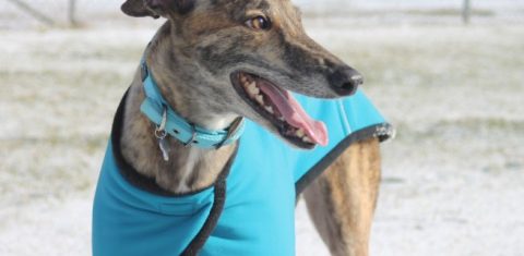 Greyhound wearing blue coat