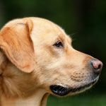 Motion Passed to End Sniffer Dog Operations and Introduce Pill Testing