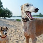 Greyhound Adoption Program and Friends of the Hound: For the love of dogs