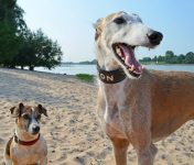 Dogs on the beach