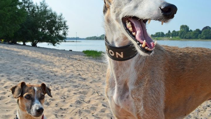 Dogs on the beach