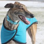 “The Mother of All Backflips”: Baird Back Tracks on Greyhounds