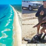 Turtle ‘Surfers’ Under Investigation