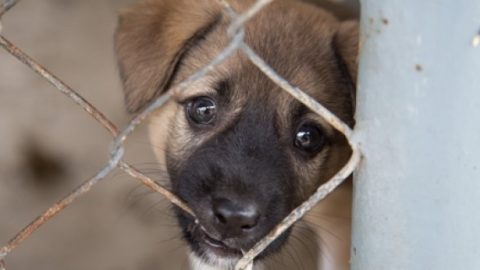 Puppy Farm
