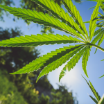 Raids on Medical Marijuana Producers: Making Way for Big Business?