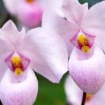 The Mysterious Execution of a Beloved Sydney Orchid Grower