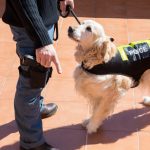 Sniffer Dogs: False Positives and Limits to Police Powers