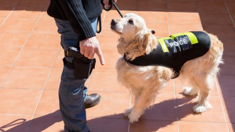 Sniffer dog
