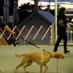 Sniffer Dog Operations – Ineffective, Intrusive and Dangerous