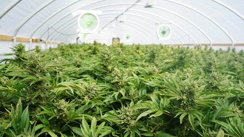 Cannabis plants now legal