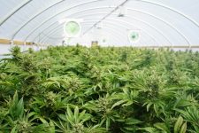 Legal cannabis plants growing