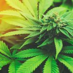 Barriers to Medicinal Cannabis: An Interview with Medical Cannabis Advisory’s Grace Sands