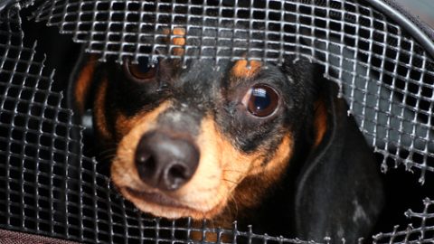 Animal cruelty