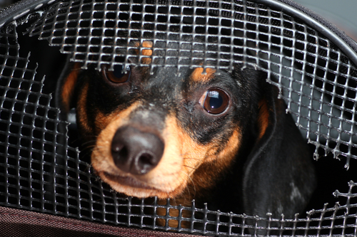 sydneycriminallawyers.com.au