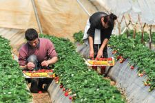 Foreign workers in a garden