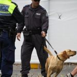 The High Cost of NSW Sniffer Dog Operations