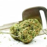 South Australia’s ‘Medicinal Cannabis Defence’ Hits a Roadblock