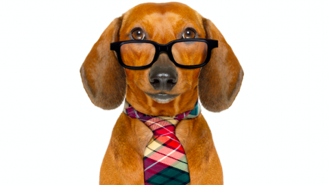 Lawyer dog