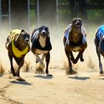 NSW Greyhound Racing Industry Fails to Reform