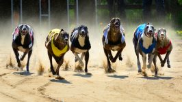 Greyhound racing