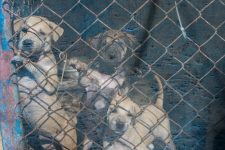 Puppies in a cage