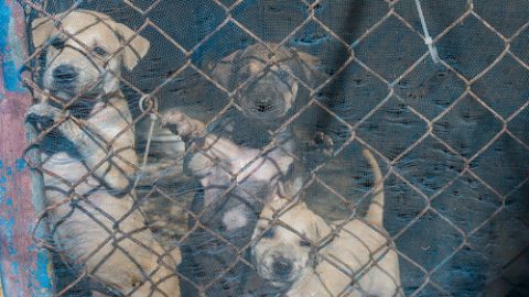 Puppies in a cage