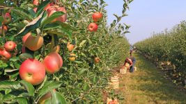 Farm workers