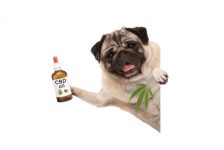 Cannabis dog