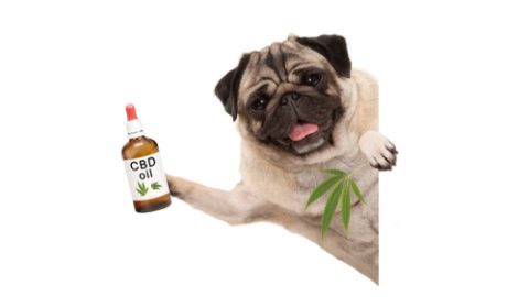 Cannabis dog