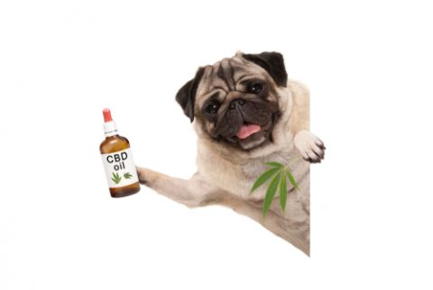Cannabis dog
