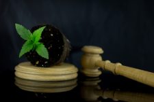 Cannabis law