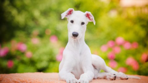 Greyhound puppy