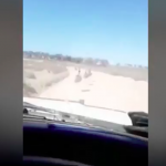 Driver Laughs as he Mows Down Mob of Emus