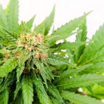 Cannabis Legalisation in Australia: It’s Only a Matter of Time