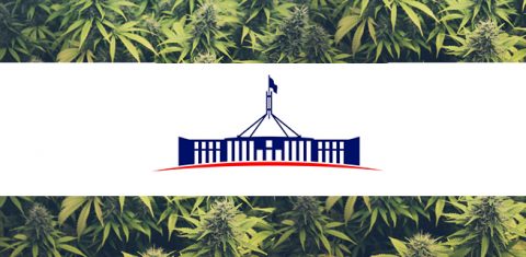 Cannabis and the Parliament House