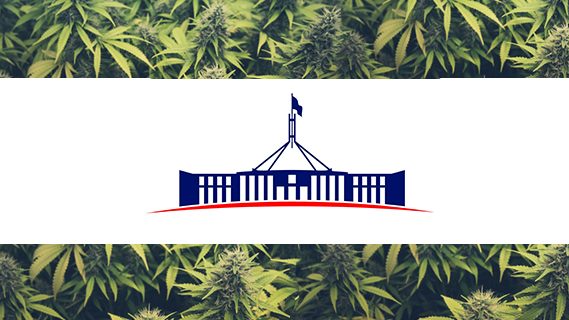 Cannabis and the Parliament House