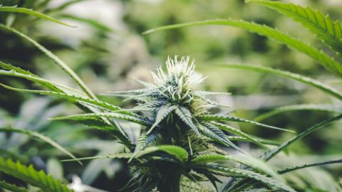 Cannabis plant