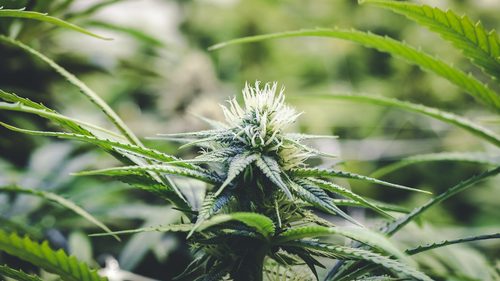 Cannabis plant