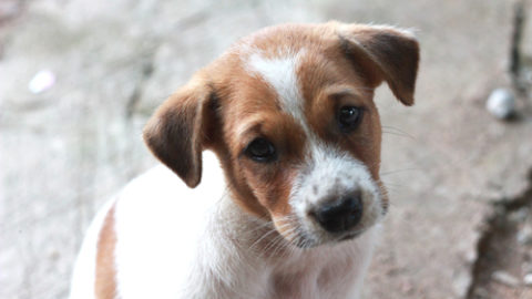 Cute puppy