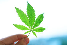 Cannabis leaf